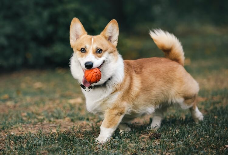 Corgi Inu