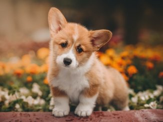 Corgi Mixes