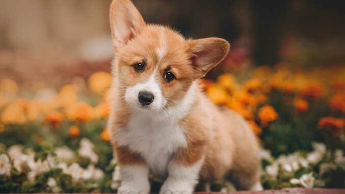 Corgi Mixes