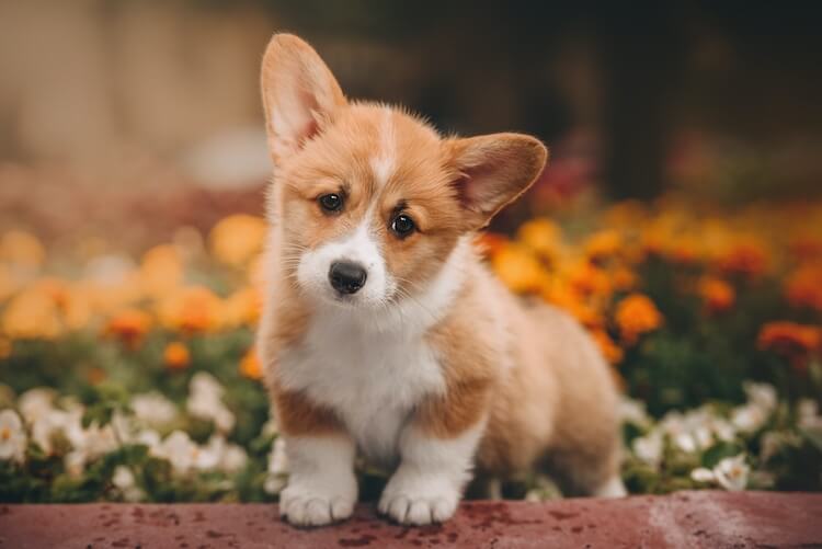 corgi and maltese mix