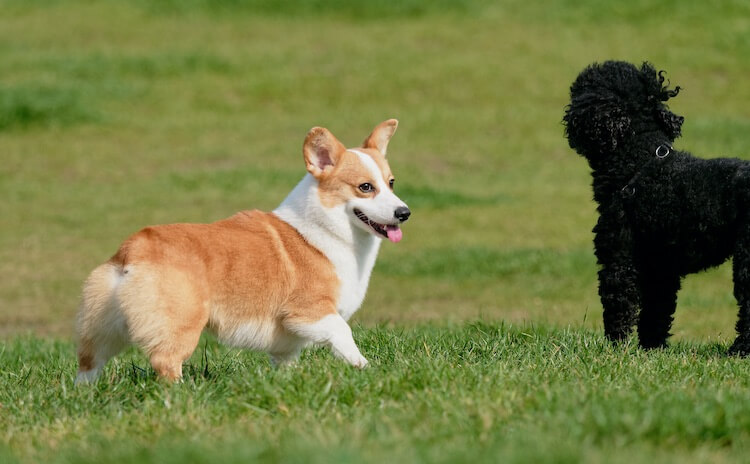 Corgi and Poodle