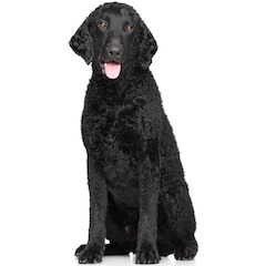 Curly-Coated Retriever