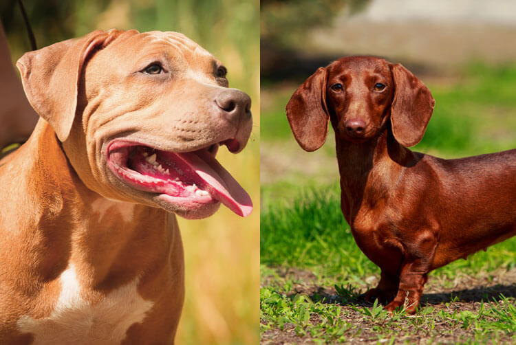 Dachshund And Pitbull