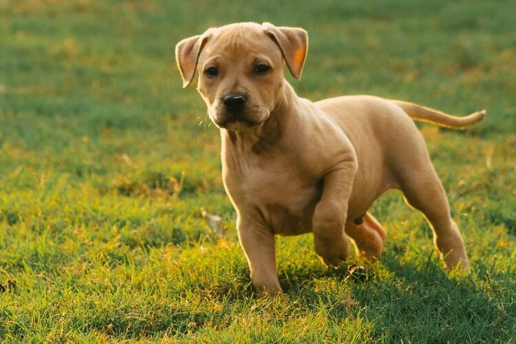 Dachshund Pitbull Mix