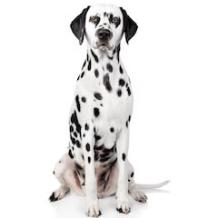 Dalmatian