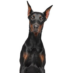 Doberman Pinscher