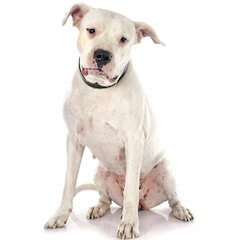 Dogo Argentino