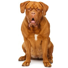 Dogue de Bordeaux