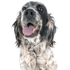 English Setter