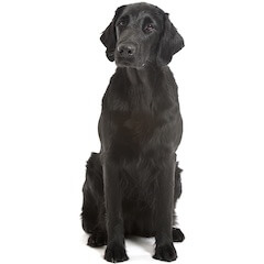 Flat-Coated Retriever