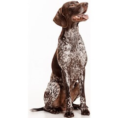 German Shorthaired Pointer