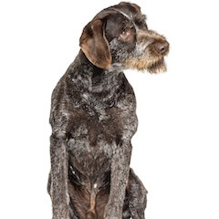 German Wirehaired Pointer