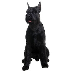 Giant Schnauzer