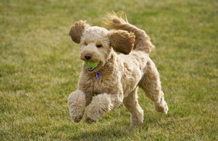 Golden Doodle Mix