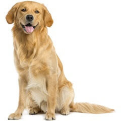 Chien de groupe chinois japonais