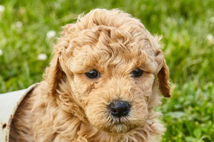 Goldendoodle