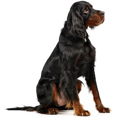 Gordon Setter