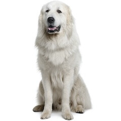 Great Pyrenees