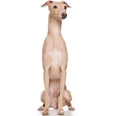 Greyhound