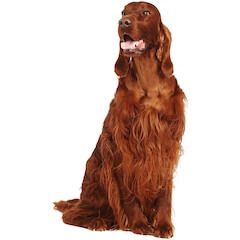 Irish Setter