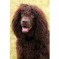 Irish Water Spaniel