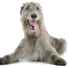 Irish Wolfhound