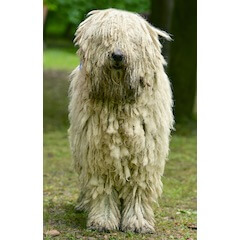 Komondor