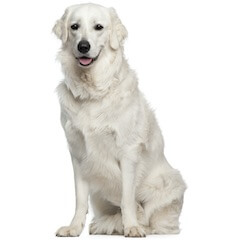 Kuvasz