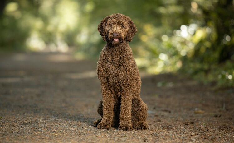 what poodle mix is best