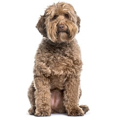 Labradoodle