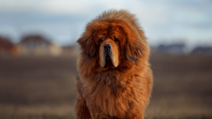 69 Large Dog Breeds: A-Z Big Dog List By Size | All Things Dogs