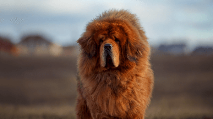 Large Dog Breeds