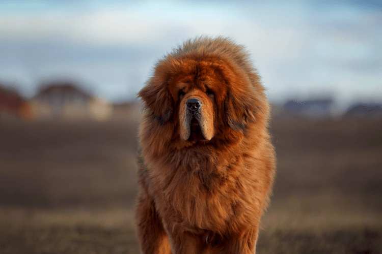 how big is the biggest dog breed