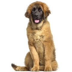 Leonberger