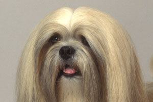 Lhasa Apso