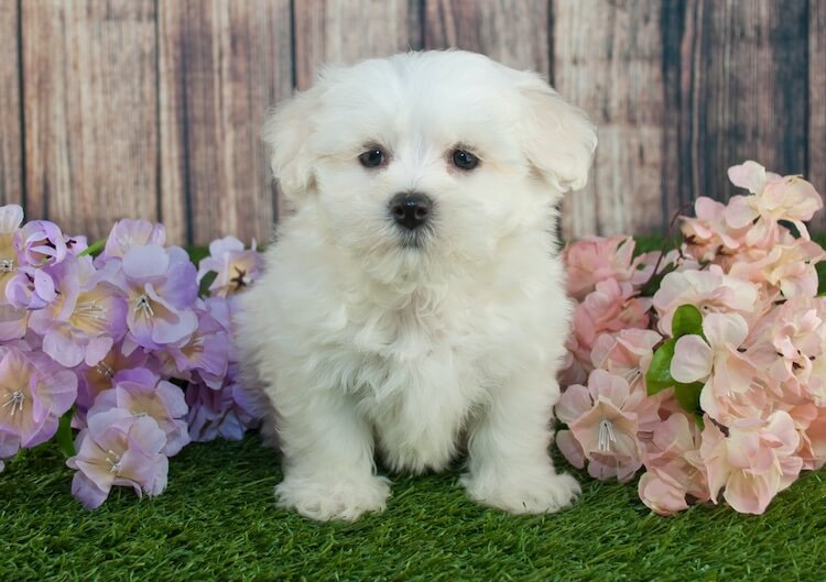 Maltipoo poodle mix