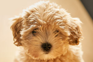 Maltipoo