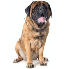 Mastiff