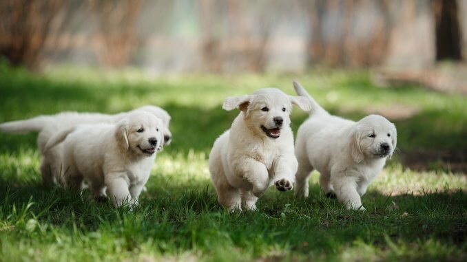 Mini Golden Retriever Breed Profile Size, Price and More… Cover Mini Golden Retriever Breed Profile Size, Price and More… Cover