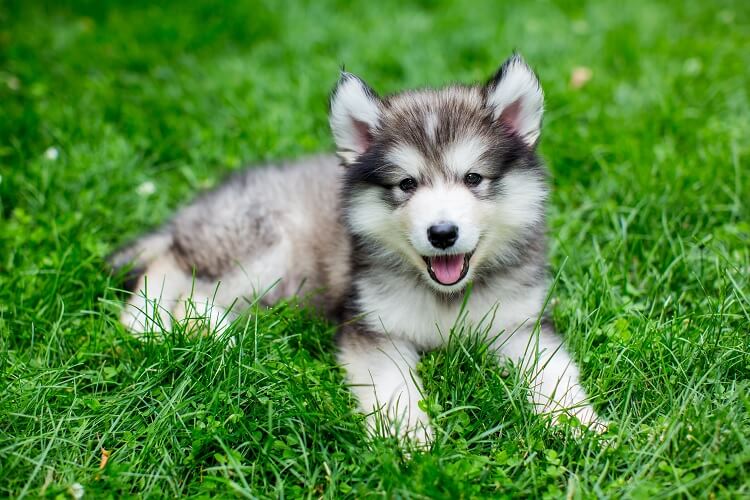 husky with small dogs