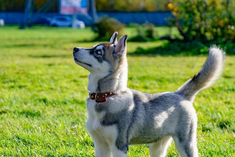 Mini Husky