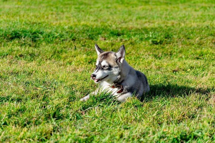 Mini Husky In Field