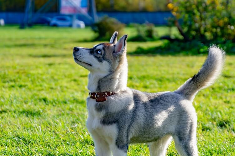 Mini Husky