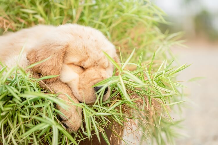 Miniature Golden Retriever Sleeping