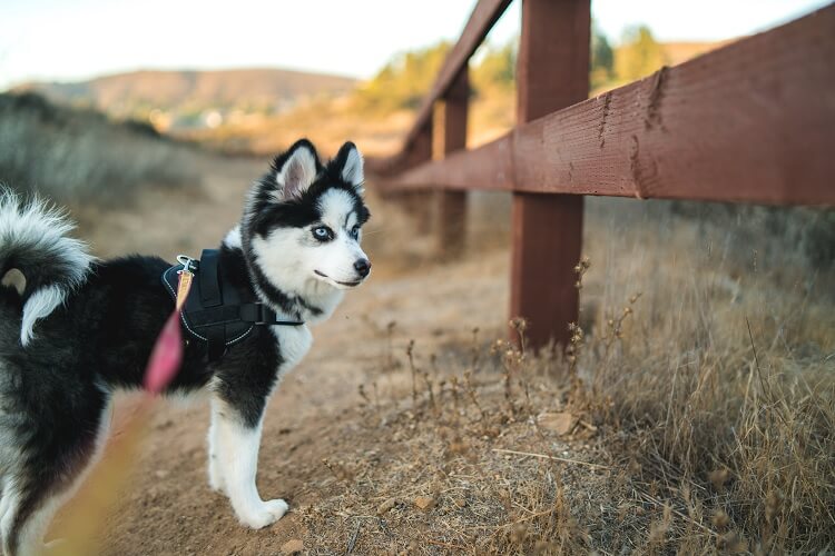 husky but smaller