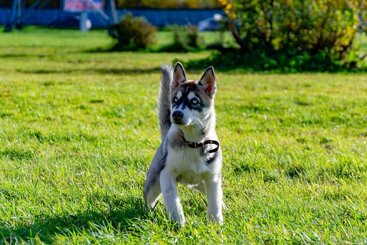 Miniature Siberian Husky