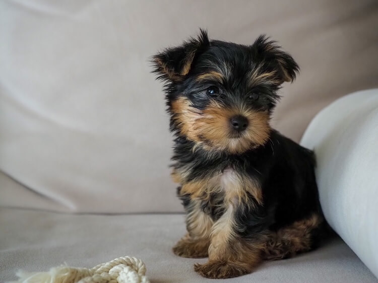 what do 4 week old yorkie puppies eat