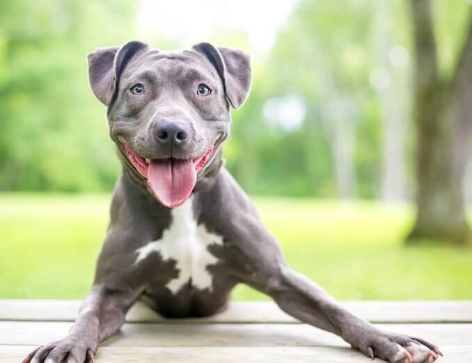 strong blue nose pitbull