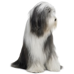 Old English Sheepdog