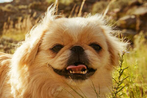 Pekingese